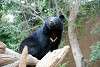ueno_zoo_2514_mini.jpg
