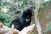 ueno_zoo_2515_mini.jpg