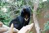 ueno_zoo_2516_mini.jpg