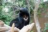 ueno_zoo_2517_mini.jpg