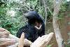 ueno_zoo_2518_mini.jpg