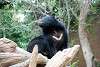 ueno_zoo_2519_mini.jpg