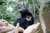 ueno_zoo_2520_mini.jpg