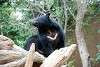 ueno_zoo_2521_mini.jpg