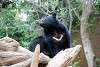 ueno_zoo_2522_mini.jpg