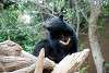 ueno_zoo_2523_mini.jpg