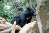 ueno_zoo_2524_mini.jpg