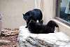 ueno_zoo_2527_mini.jpg