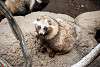 ueno_zoo_2532_mini.jpg
