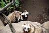 ueno_zoo_2533_mini.jpg