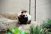 ueno_zoo_2535_mini.jpg