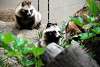ueno_zoo_2536_mini.jpg