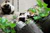 ueno_zoo_2537_mini.jpg