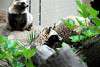 ueno_zoo_2538_mini.jpg