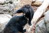 ueno_zoo_2540_mini.jpg