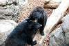 ueno_zoo_2541_mini.jpg