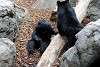 ueno_zoo_2543_mini.jpg
