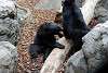 ueno_zoo_2544_mini.jpg