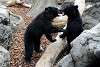 ueno_zoo_2545_mini.jpg