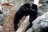 ueno_zoo_2548_mini.jpg