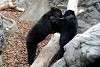ueno_zoo_2549_mini.jpg