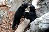 ueno_zoo_2550_mini.jpg