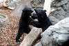 ueno_zoo_2552_mini.jpg