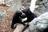 ueno_zoo_2553_mini.jpg