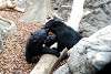 ueno_zoo_2554_mini.jpg