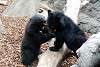ueno_zoo_2555_mini.jpg