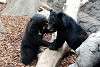 ueno_zoo_2556_mini.jpg
