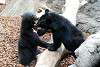 ueno_zoo_2557_mini.jpg