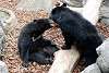 ueno_zoo_2558_mini.jpg