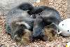 ueno_zoo_2562_mini.jpg