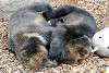 ueno_zoo_2564_mini.jpg