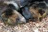 ueno_zoo_2566_mini.jpg