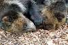 ueno_zoo_2567_mini.jpg