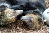 ueno_zoo_2568_mini.jpg