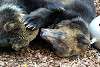 ueno_zoo_2569_mini.jpg