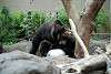 ueno_zoo_2571_mini.jpg
