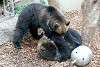 ueno_zoo_2572_mini.jpg