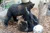 ueno_zoo_2574_mini.jpg