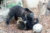 ueno_zoo_2575_mini.jpg