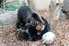 ueno_zoo_2578_mini.jpg