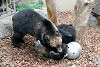 ueno_zoo_2581_mini.jpg