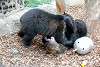 ueno_zoo_2583_mini.jpg