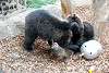 ueno_zoo_2584_mini.jpg