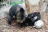 ueno_zoo_2587_mini.jpg
