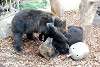 ueno_zoo_2588_mini.jpg