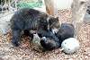 ueno_zoo_2590_mini.jpg